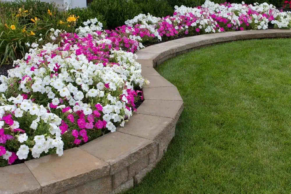 A curved stone flowerbed, an exemplary piece of Stone Masonry Boston, is filled with blooming white and pink petunias beside a lush, well-manicured lawn. The vibrant flowers contrast beautifully with the green grass, creating a visually appealing garden scene.