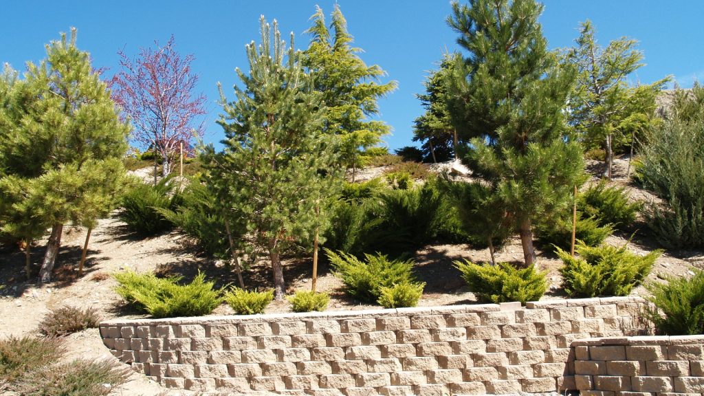 A landscaped hillside with young pine trees and shrubs growing on a slope. The hill is supported by a beige stone retaining wall, and the sky is clear and blue above.